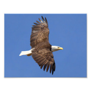 Bald Eagle Flight Foto Afdruk