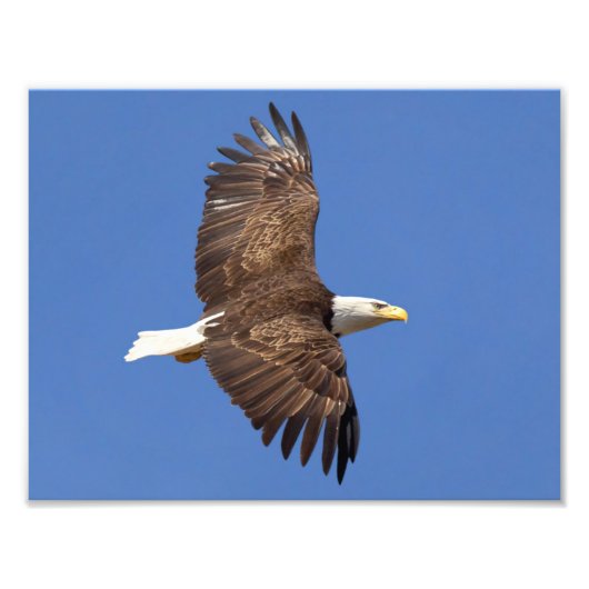 Bald Eagle Flight Foto Afdruk (Voorkant)