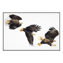 Bald Eagle Flight Foto Afdruk