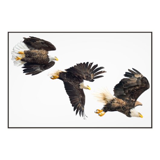 Bald Eagle Flight Foto Afdruk (Voorkant)