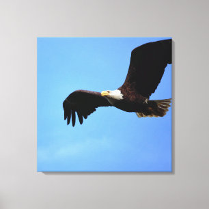 Bald Eagle Flight Portret Canvas Afdruk