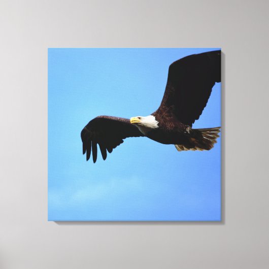 Bald Eagle Flight Portret Canvas Afdruk (Voorkant)