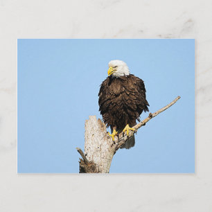 Bald Eagle Fluffing Feathers Briefkaart