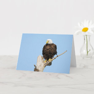 Bald Eagle Fluffing Feathers Wenskaart Kaart