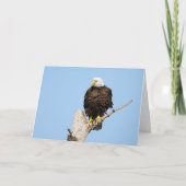 Bald Eagle Fluffing Feathers Wenskaart Kaart (Voorkant)