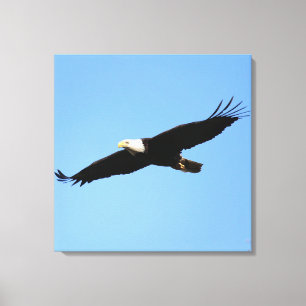 Bald Eagle Flyby Canvas Afdruk