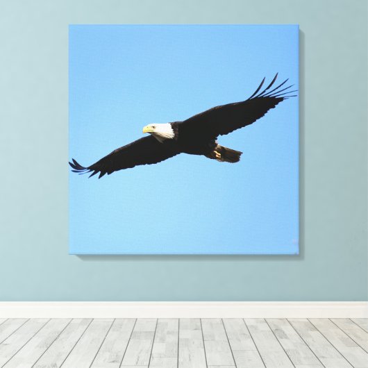 Bald Eagle Flyby Canvas Afdruk (Insitu (Houten vloer))
