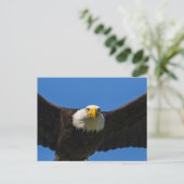 Bald Eagle Flyby Up Close Briefkaart (Staand voorkant)