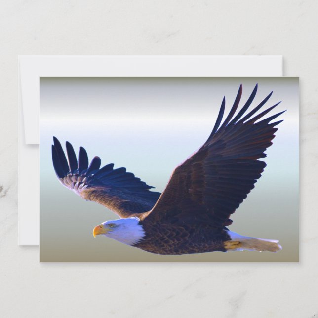 Bald Eagle Flying (Voorkant)