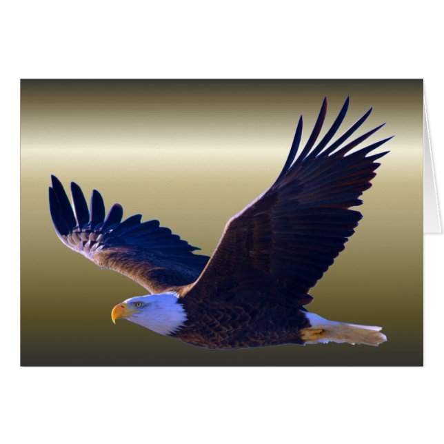 Bald Eagle Flying (Voorkant Horizontaal)