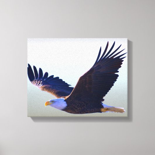 Bald Eagle Flying Canvas Afdruk (Voorkant)