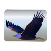 Bald Eagle Flying Magneet (Horizontaal)
