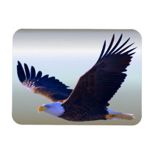 Bald Eagle Flying Magneet