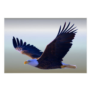 Bald Eagle Flying Perfect Poster