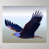Bald Eagle Flying Poster (Voorkant)
