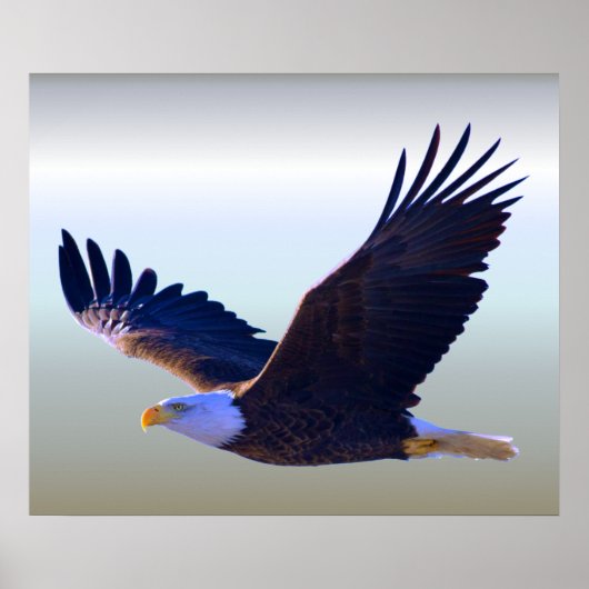Bald Eagle Flying Poster (Voorkant)