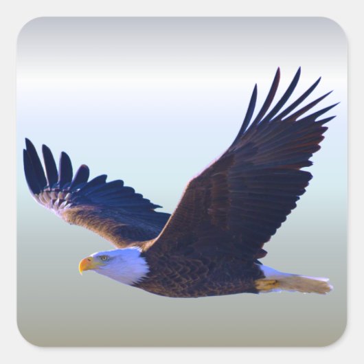 Bald Eagle Flying Vierkante Sticker (Voorkant)