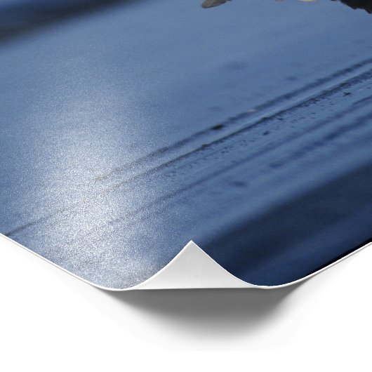 Bald Eagle Foto Afdruk (Hoek)