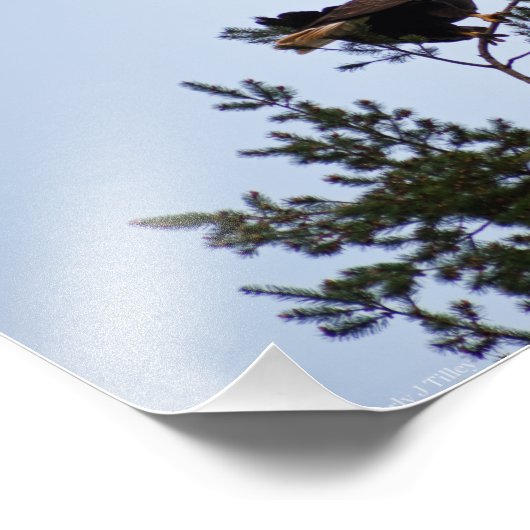 Bald Eagle Foto Afdruk (Hoek)