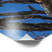 Bald Eagle Foto Afdruk (Hoek)