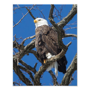 Bald Eagle Foto Afdruk