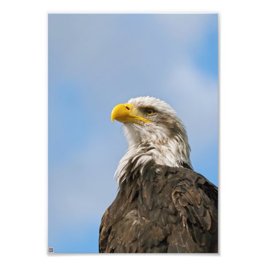 Bald Eagle Foto Afdruk (Voorkant)