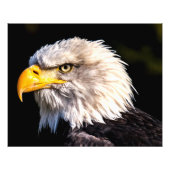 Bald Eagle Foto Afdruk (Voorkant)