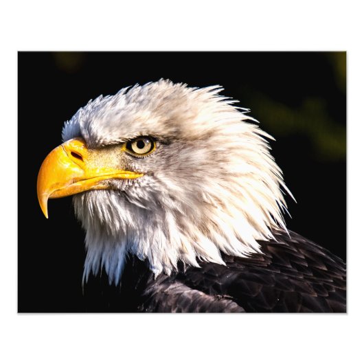Bald Eagle Foto Afdruk (Voorkant)