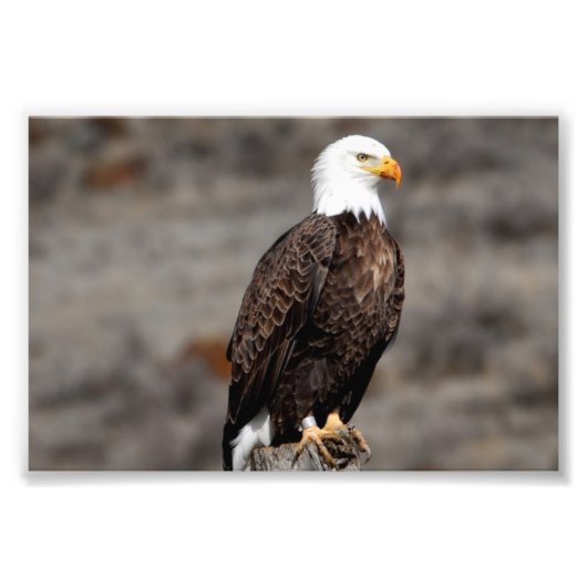 Bald Eagle Foto Afdruk (Voorkant)