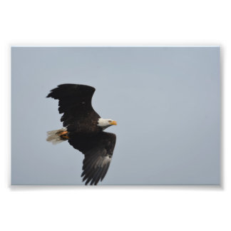 Bald Eagle foto afdrukken