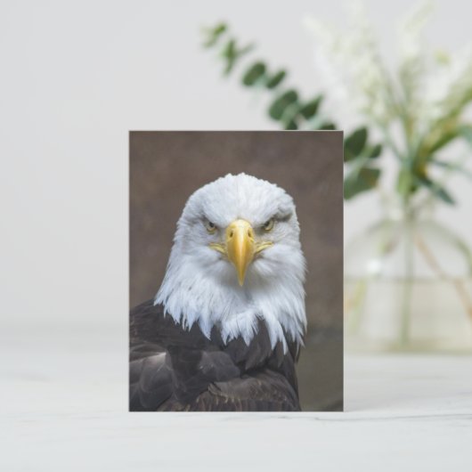 Bald Eagle foto Briefkaart (Staand voorkant)