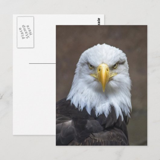 Bald Eagle foto Briefkaart (Voorkant / Achterkant)
