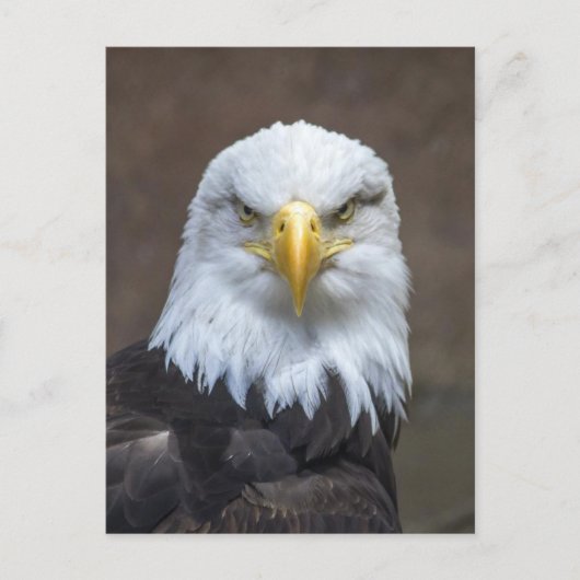 Bald Eagle foto Briefkaart (Voorkant)