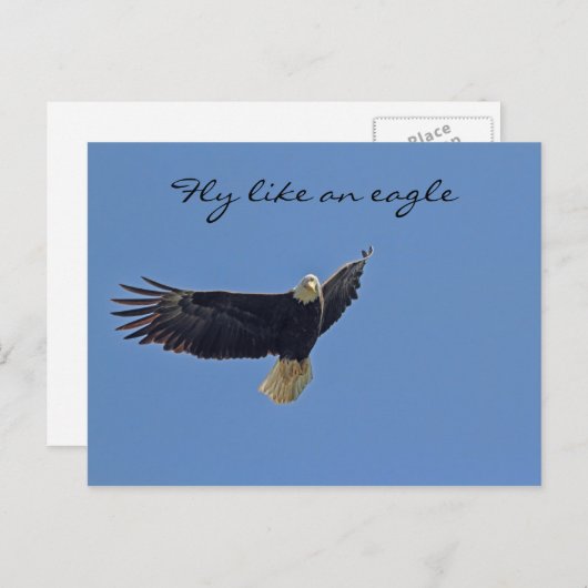 Bald Eagle Foto Briefkaart (Voorkant / Achterkant)