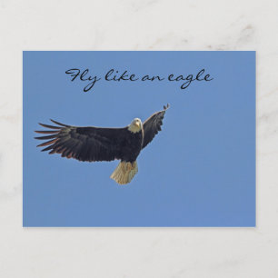 Bald Eagle Foto Briefkaart