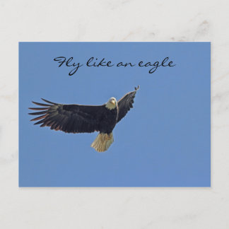 Bald Eagle Foto Briefkaart