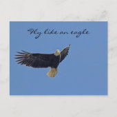 Bald Eagle Foto Briefkaart (Voorkant)
