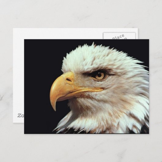 Bald Eagle-foto Briefkaart (Voorkant / Achterkant)
