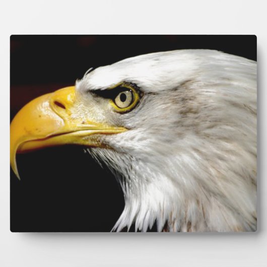 Bald Eagle Fotoplaat (Voorkant)