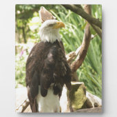 Bald Eagle Fotoplaat (Voorkant)