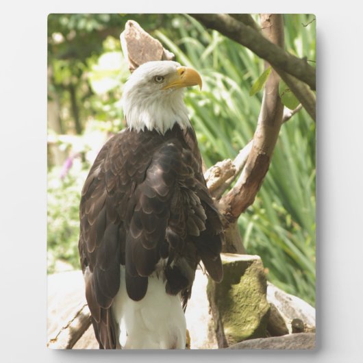 Bald Eagle Fotoplaat (Voorkant)