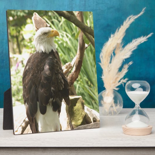 Bald Eagle Fotoplaat (Zijkant)