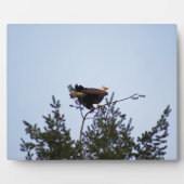 Bald Eagle Fotoplaat (Voorkant)