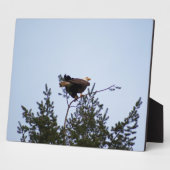 Bald Eagle Fotoplaat (Zijkant)