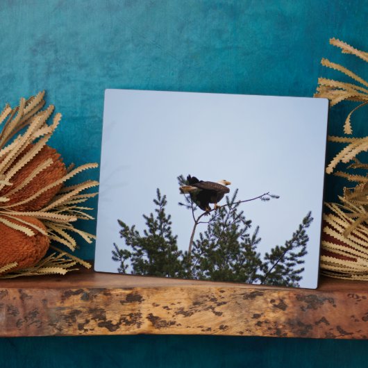 Bald Eagle Fotoplaat (Zijkant)