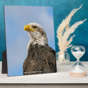 Bald Eagle Fotoplaat