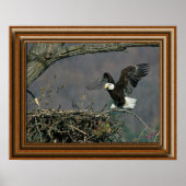 Bald Eagle "Framed Print" Poster (Voorkant)