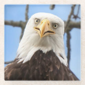 Bald Eagle Funny Face Wildlife Vogelfotografie Glazen Onderzetter (Voorkant)