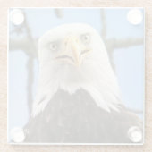 Bald Eagle Funny Face Wildlife Vogelfotografie Glazen Onderzetter (Achterkant)