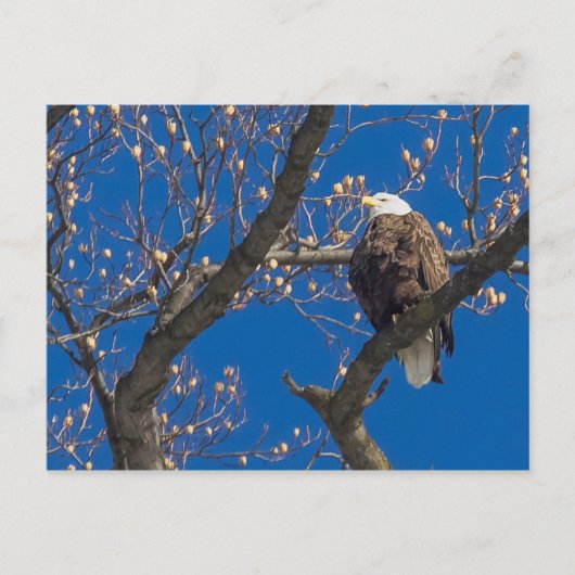 Bald Eagle Gaze Briefkaart (Voorkant)